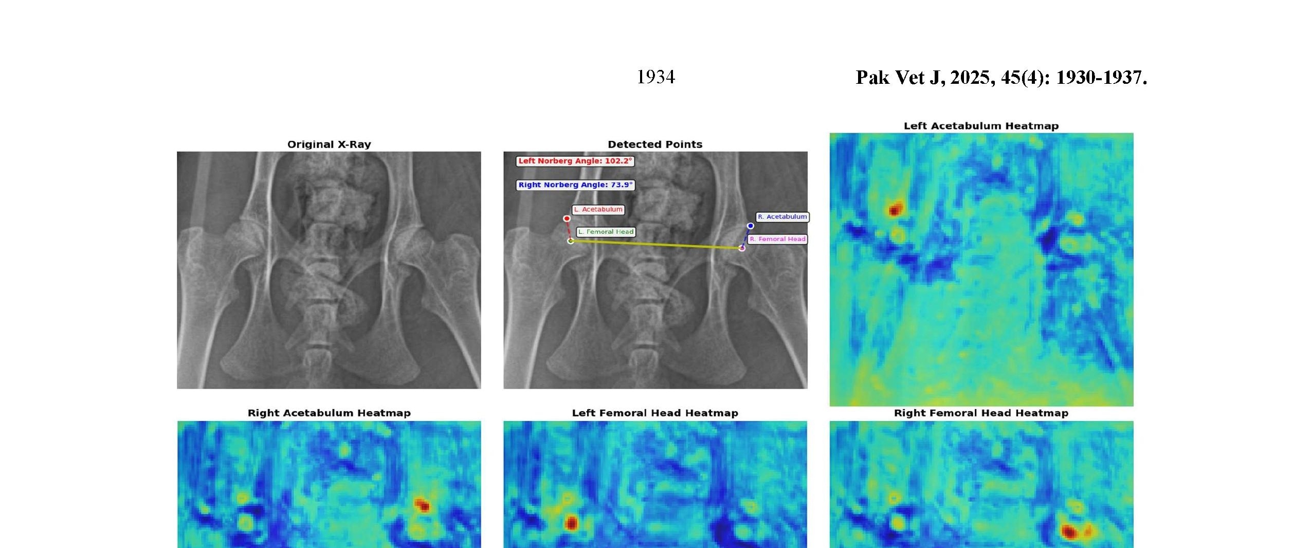 Hip Dysplasia