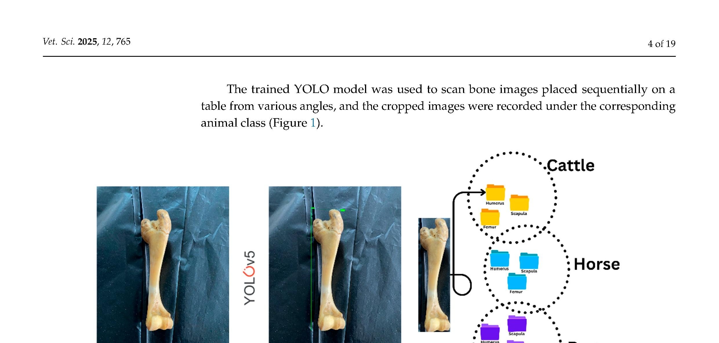 Smart Osteology