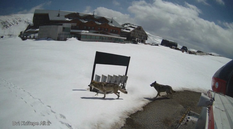 Wildlife Detection